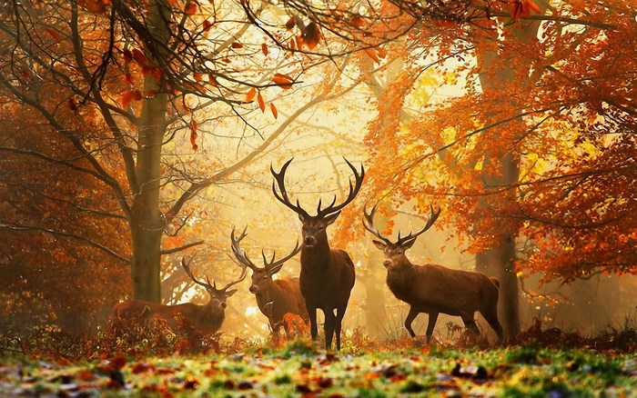 Four deer in an autumn forest