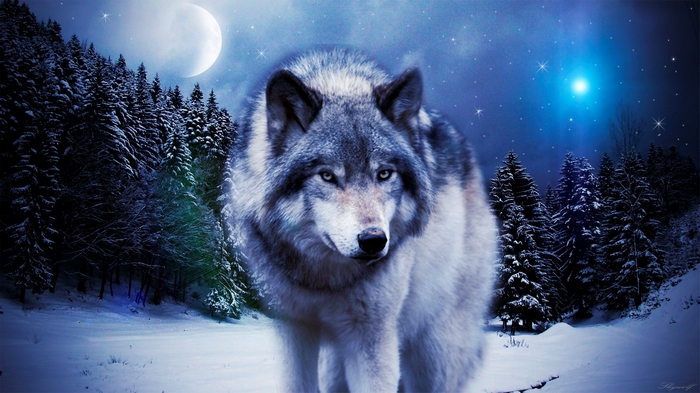 Wolf in a snowy forest under the moon