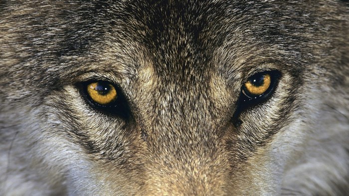 Close-up of a wolf's intense yellow eyes