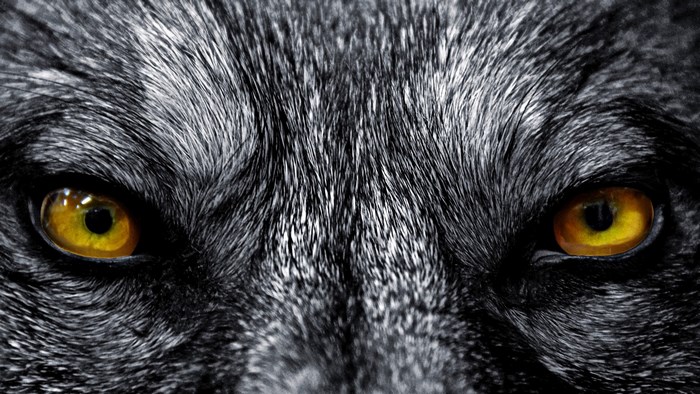 Close-up of a wolf's intense yellow eyes