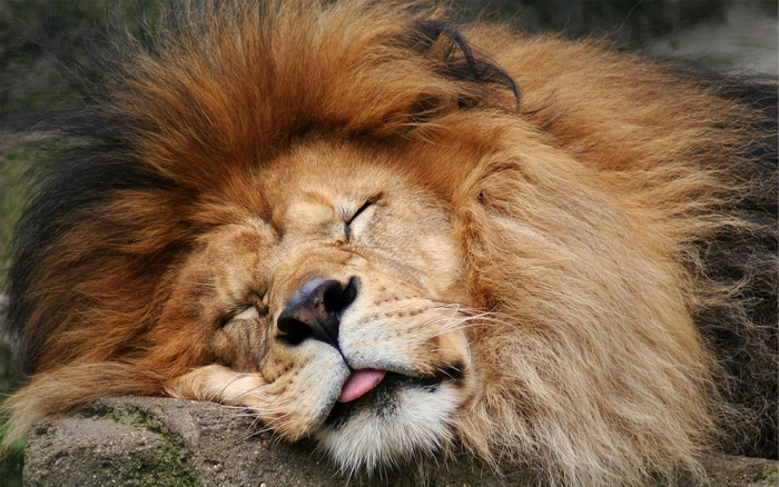 Lion sleeping on a rock