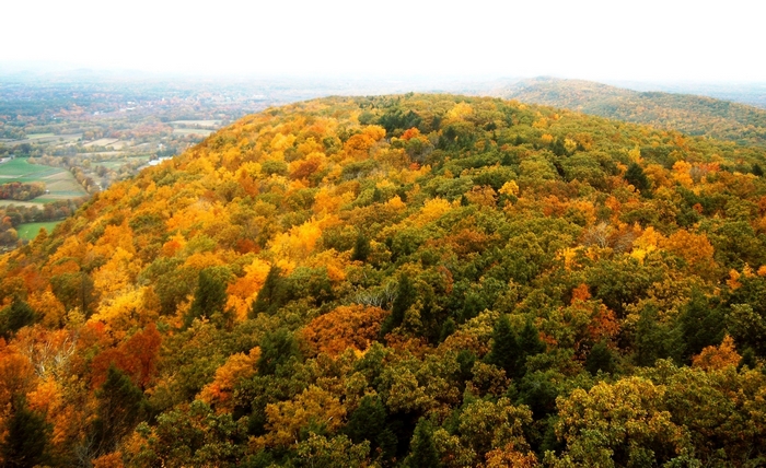 Autumn forest on a hillside overlooking a town