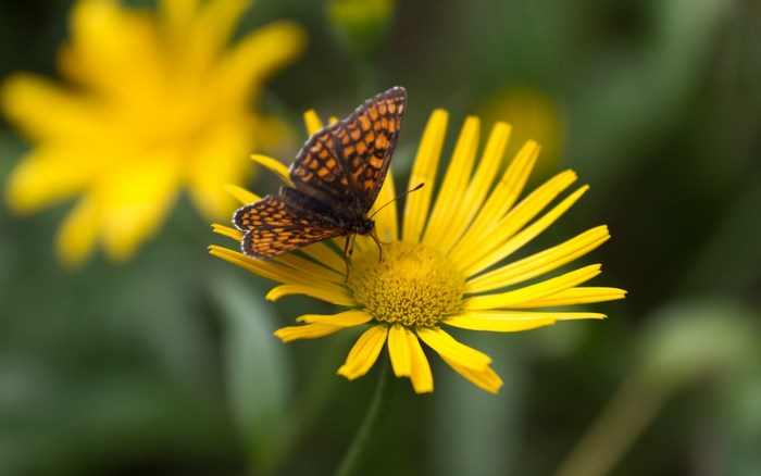 Butterfly on a yellow flower