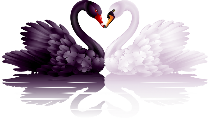 Black and white swans forming a heart shape