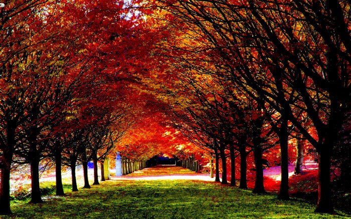 Autumn trees lining a path