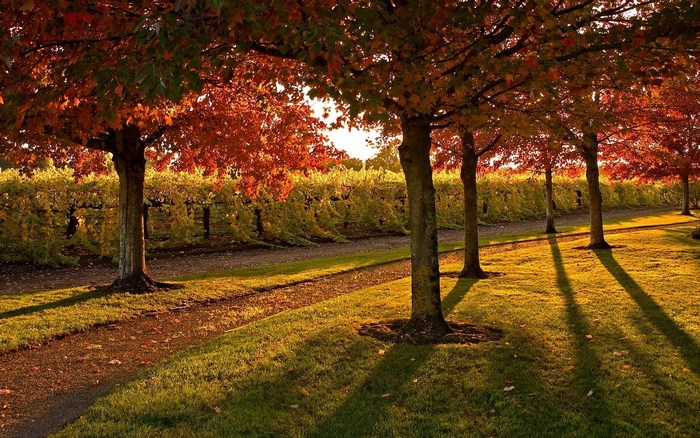 Autumn trees and vineyard path at sunset