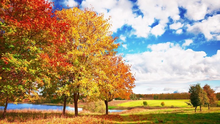 Autumn trees by a lake under a blue sky