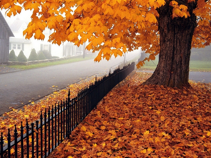 Autumn leaves on a tree by a fence and road