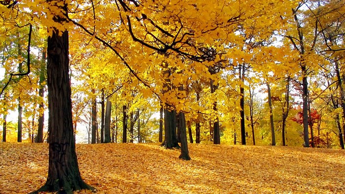 Autumn forest with yellow leaves on trees and ground