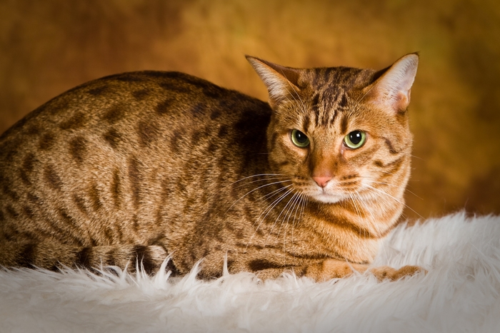 Bengal cat with green eyes on a white rug