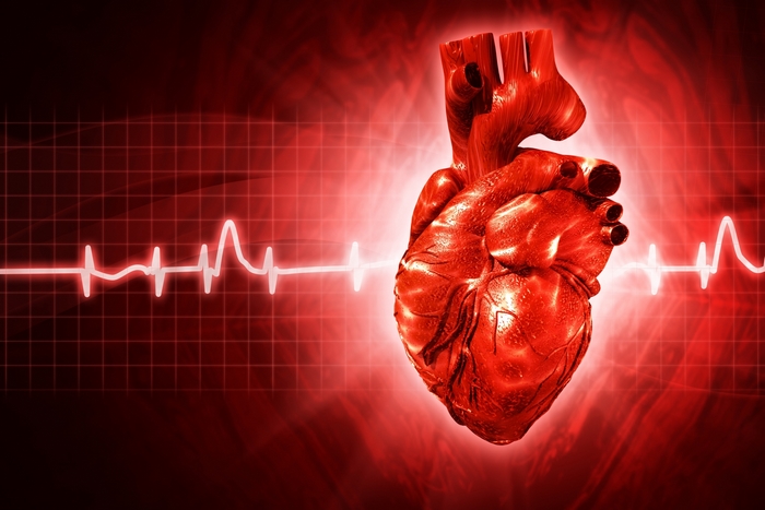 Anatomical heart with electrocardiogram