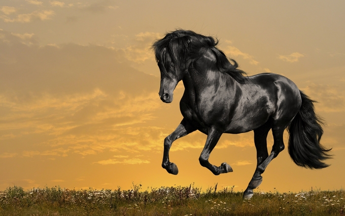 Black horse running in a field at sunset