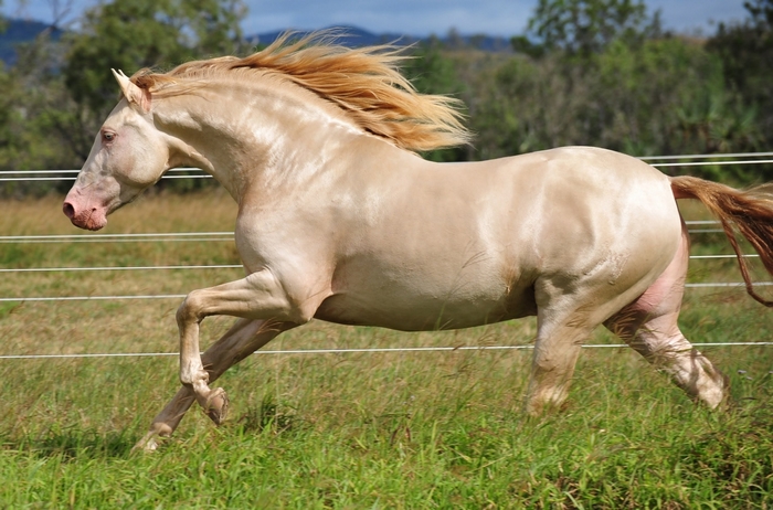 Palomino horse running in a grassy field