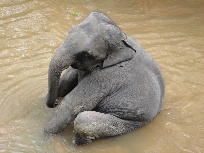 Elephant sitting in muddy water