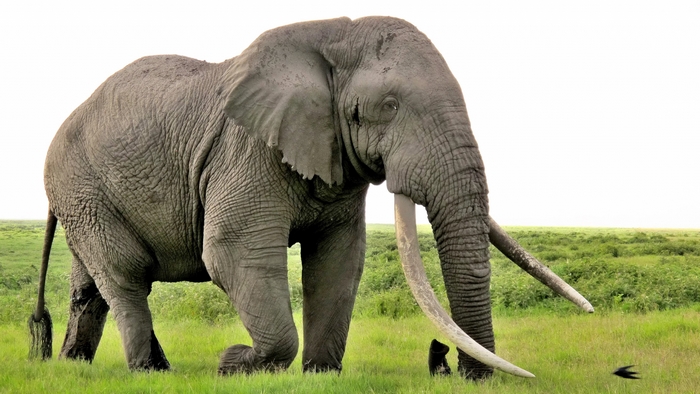 Elephant with long tusks in a grassy field