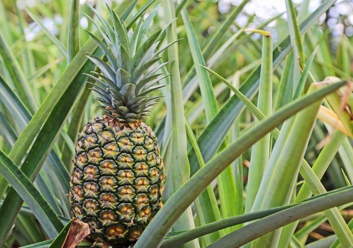 Pineapple growing on a plant