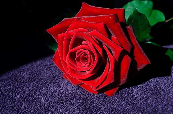 Red rose on purple textured surface
