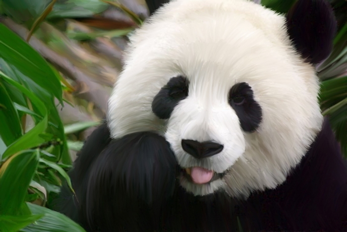 Close-up of a panda with its tongue out