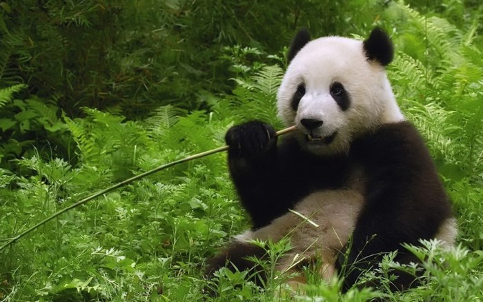 Giant Panda Eating Bamboo in a Forest
