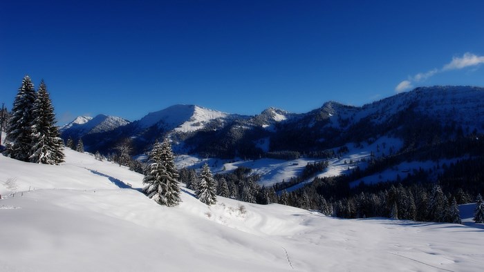 Snowy mountains and pine trees under a clear blue sky