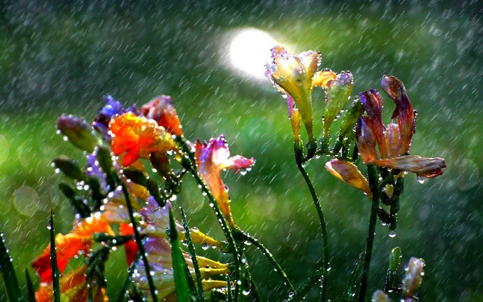 Flowers in the rain with sun