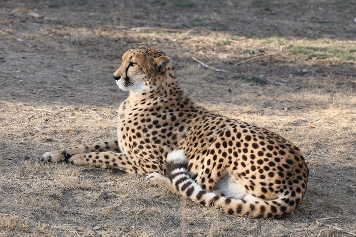 Cheetah lying on dry grass