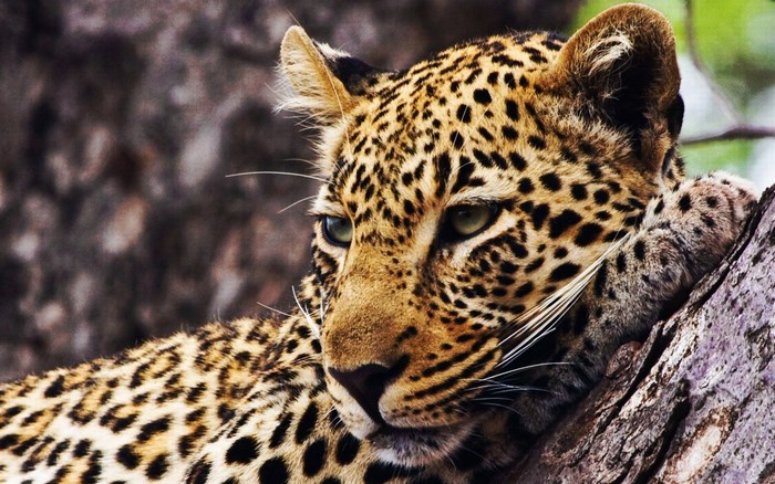 Leopard resting on a tree branch