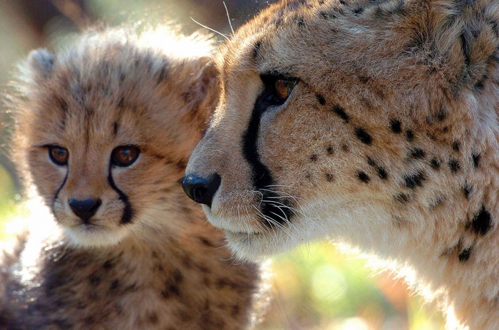 Cheetah mother and cub close-up