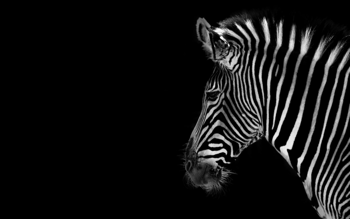 Close-up of a zebra's head and neck