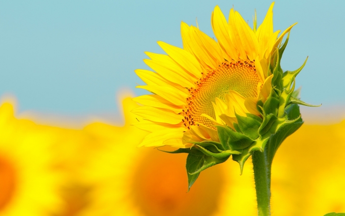 Sunflower field with blue sky