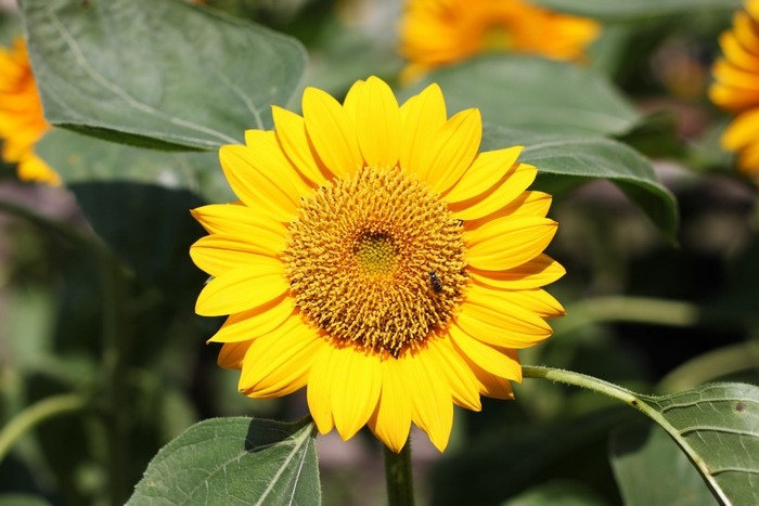 Sunflower with bees