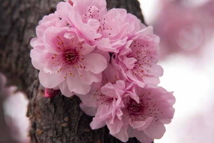 Pink cherry blossoms on a tree trunk