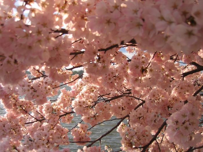 Cherry blossoms in bloom over water