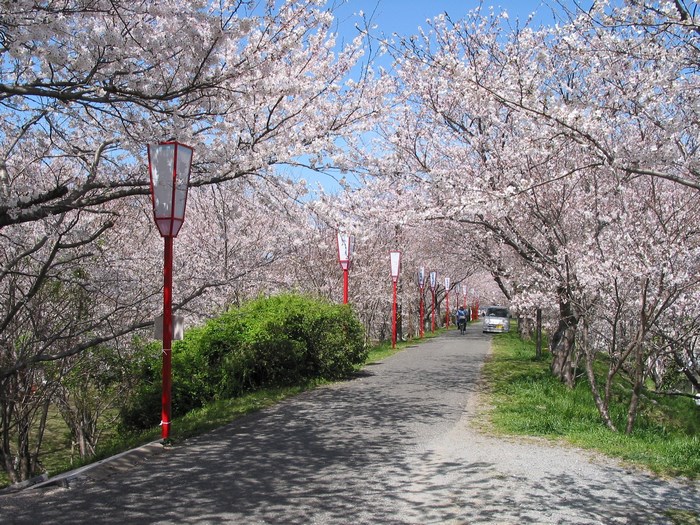 Cherry blossom tunnel with lanterns and a road