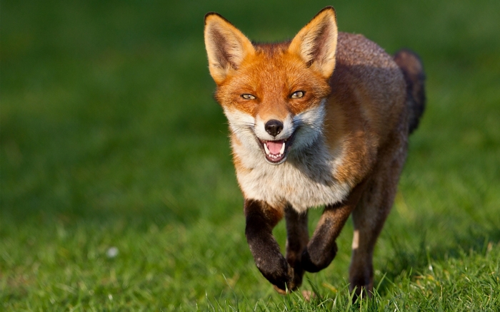 Red Fox Running on Grass
