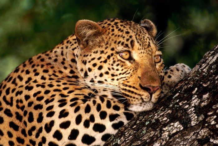 Leopard resting on a tree branch