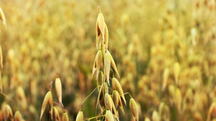 Oat field with close-up of oat stalk