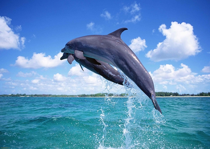 Two dolphins jumping out of the ocean