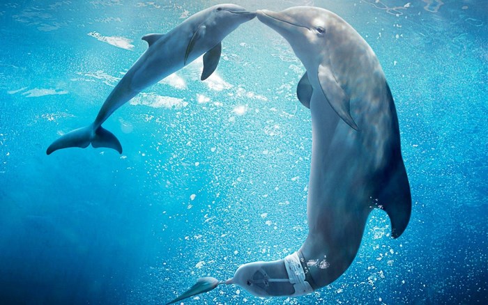 Two dolphins in blue water
