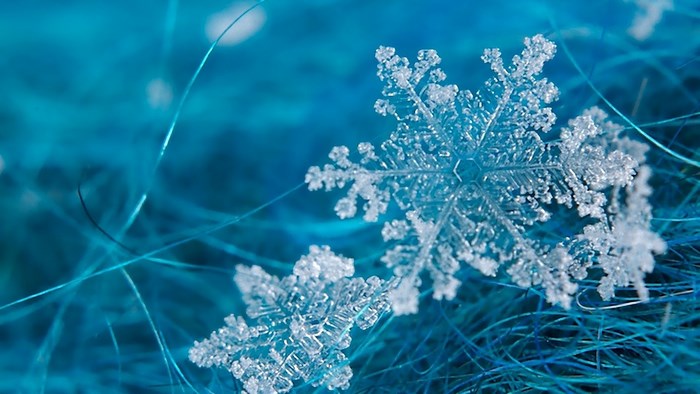 Close-up of two snowflakes on blue fibers