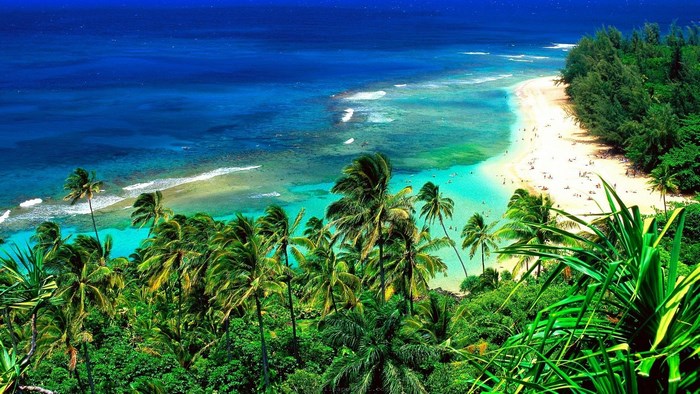 Hawaii beach with palm trees and ocean