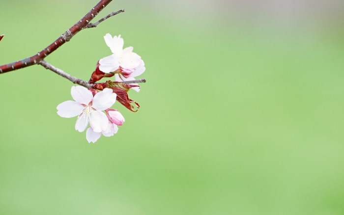Cherry blossoms on a branch