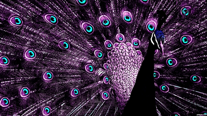 Purple peacock with fanned tail feathers