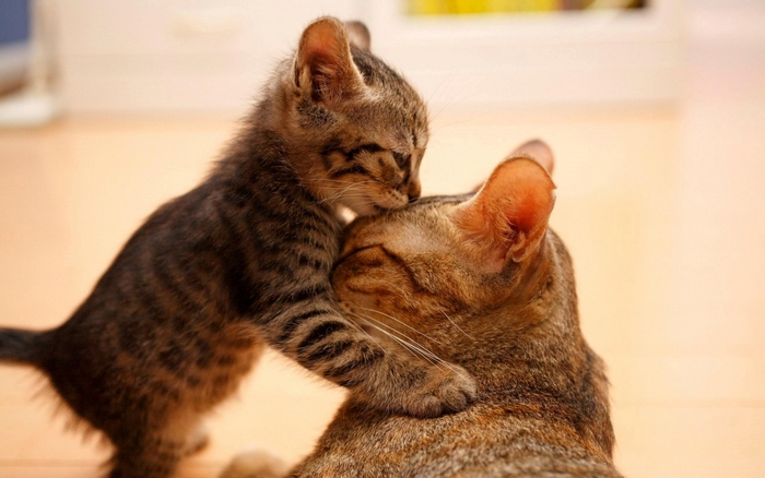 Kitten and mother cat cuddling