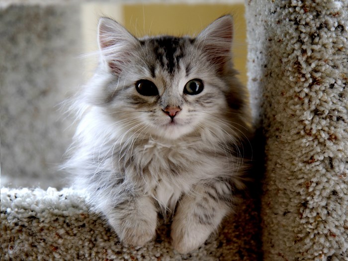 Fluffy Silver Tabby Kitten on Carpet