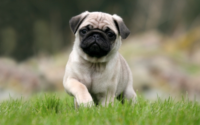 Cute Pug Puppy Running in Grass