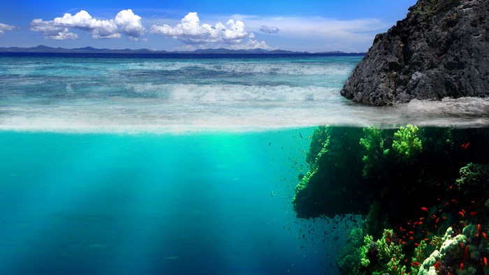 Split view of ocean and coral reef
