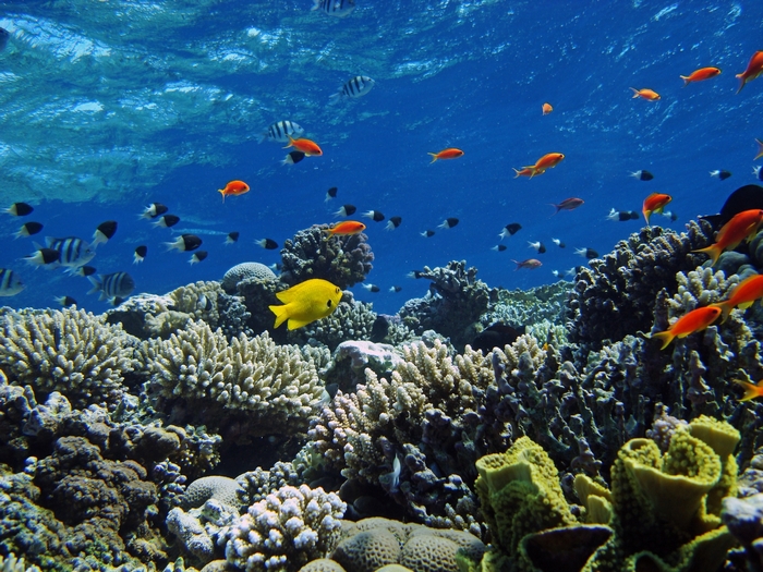 Underwater coral reef with various fish