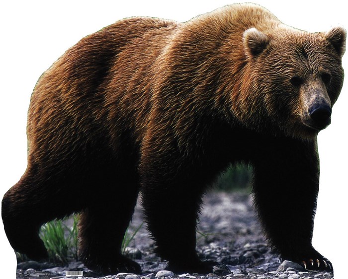 Brown bear standing on rocky ground