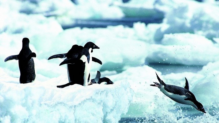Penguins on ice floes and in water